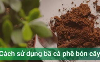 Bã Cà Phê Có Tác Dụng Gì? 15 Lợi Ích Bất Ngờ Ít Ai Biết Đến Năm 2026