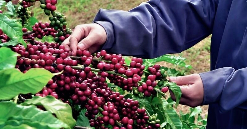 Bà con nông dân đang tiến hành thu hoạch cây cà phê TR9