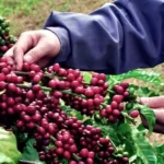 Bí Quyết Chọn Lựa và Canh Tác Hạt Cà Phê Giống Cao Sản Hiệu Quả Nhất 2026