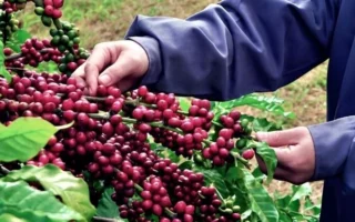 Bí Quyết Chọn Lựa và Canh Tác Hạt Cà Phê Giống Cao Sản Hiệu Quả Nhất 2026