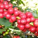 Bí Quyết Trồng Giống Cà Phê Vối Cao Sản 2026: Đột Phá Năng Suất!