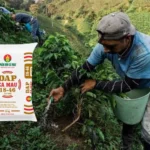 Bón Lân Cho Cà Phê Vào Thời Điểm Nào? Bí Quyết Năng Suất Vượt Trội 2026