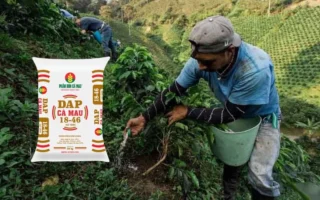 Bón Lân Cho Cà Phê Vào Thời Điểm Nào? Bí Quyết Năng Suất Vượt Trội 2026