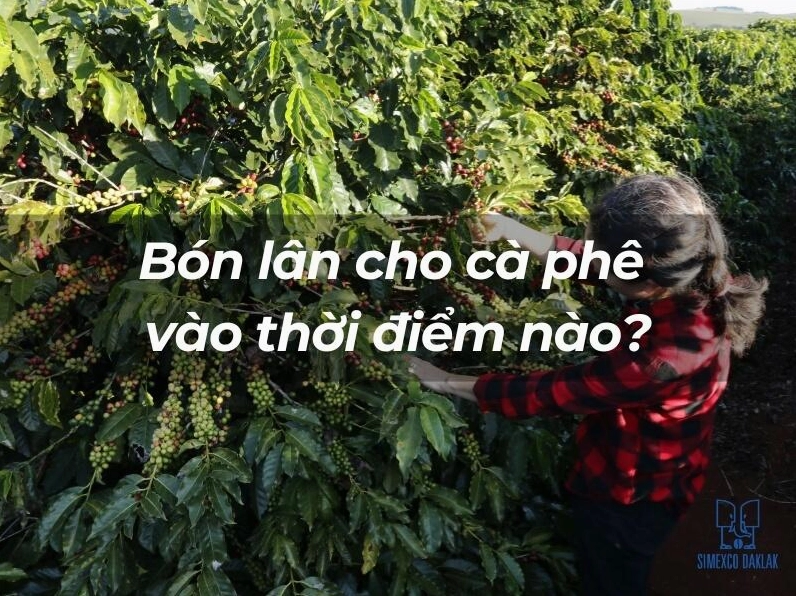 Bón lân cho cà phê vào thời điểm nào
