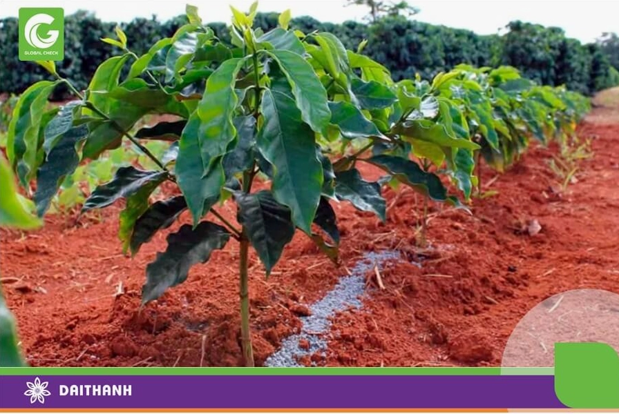 Bón lân giai đoạn cây con giúp cây cà phê dễ dàng thích nghi với môi trường mới
