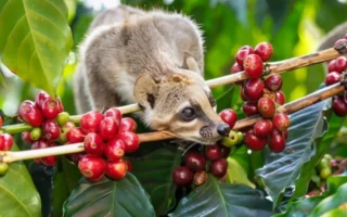 Cà Phê Chồn: Khám Phá Hương Vị Huyền Thoại và Đẳng Cấp Nhất Thế Giới 2026