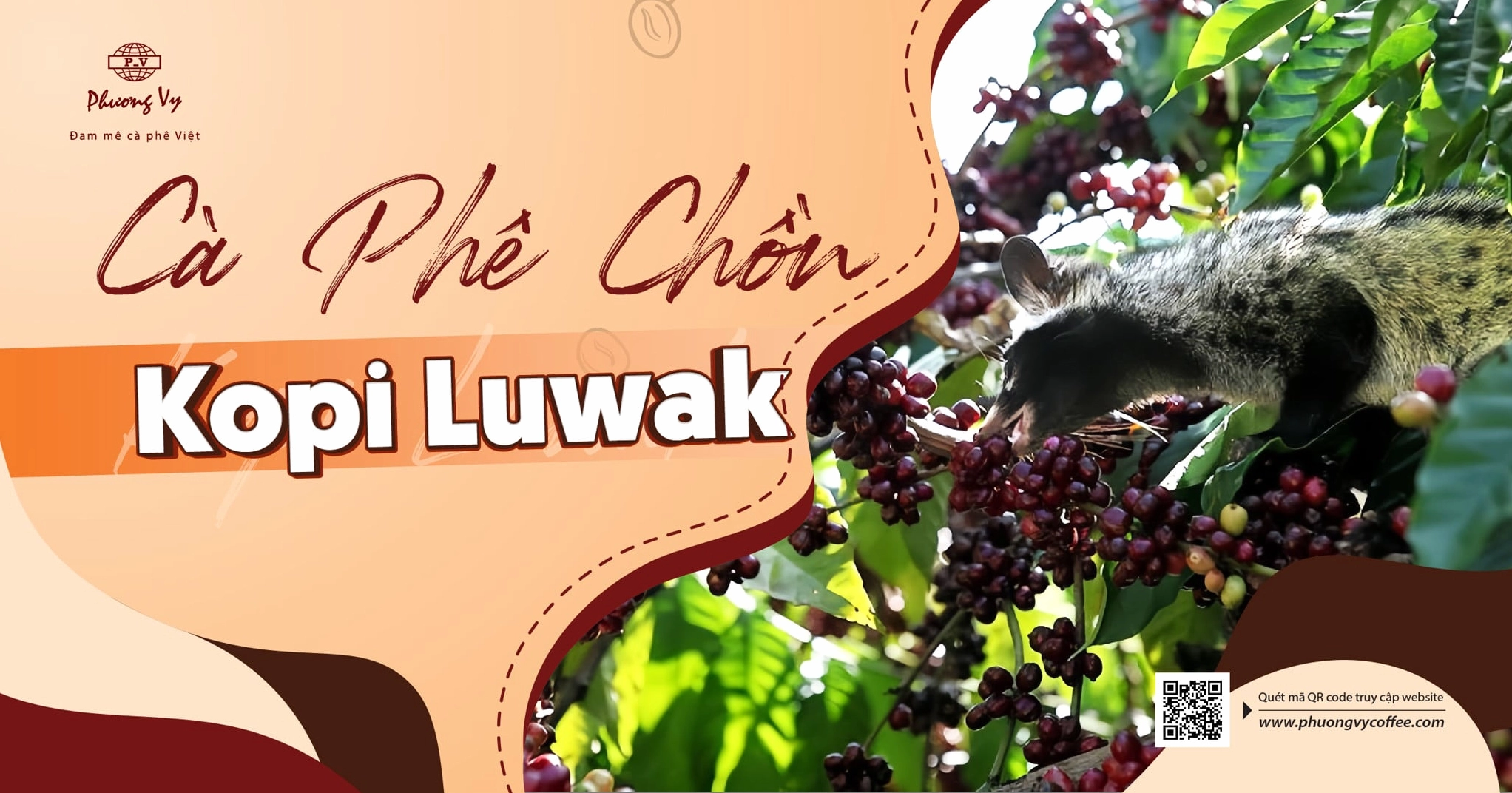 Cà phê chồn là gì? Điều gì khiến cà phê chồn trở thành hương vị đắt nhất thế giới?