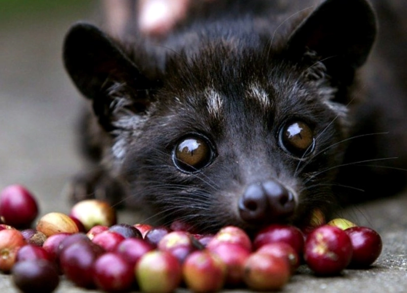 cà phê đắt nhất thế giới