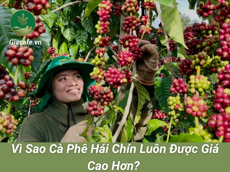 ca phe hai chin