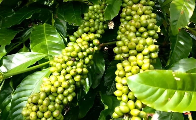 Cà phê lá xoài Hữu Thiên là giống cà phê cao sản cho ra năng suất cao