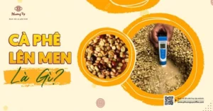Cà Phê Lên Men: Khám Phá Hương Vị Độc Đáo và Khoa Học Đằng Sau Năm 2026