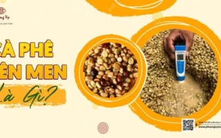Cà Phê Lên Men: Khám Phá Hương Vị Độc Đáo và Khoa Học Đằng Sau Năm 2026