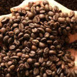 Cà Phê Mộc: Khám Phá Hương Vị Tinh Túy & Cách Nhận Biết Chuẩn Nhất 2026