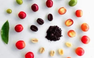 Cà Phê Organic Là Gì? Khám Phá Hương Vị Tinh Khiết & Lợi Ích Tuyệt Vời 2026