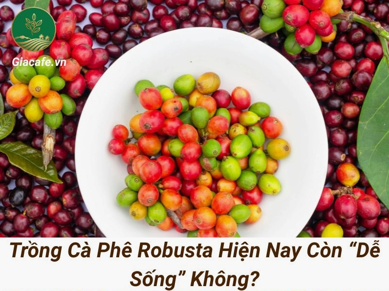 ca phe robusta 1