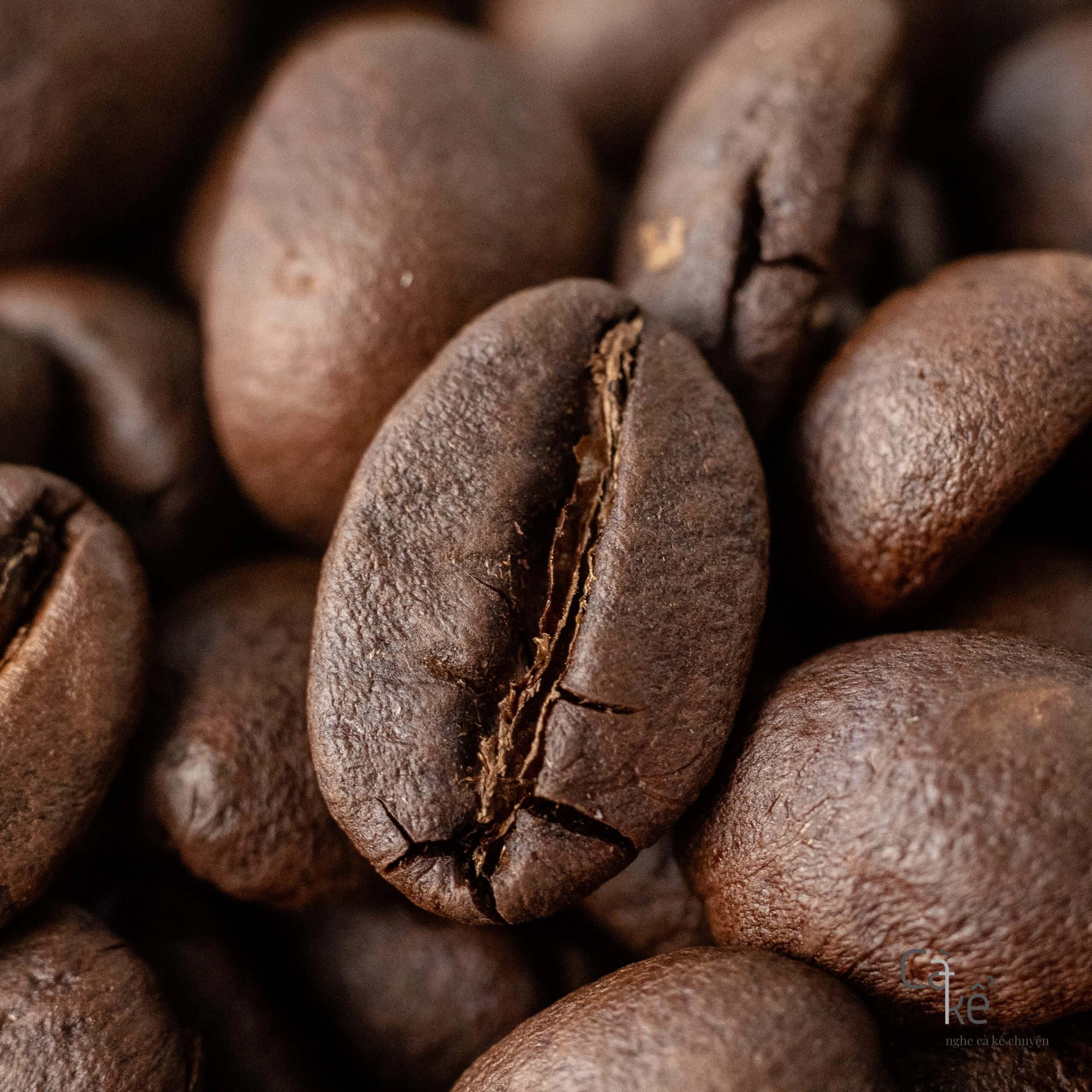 Cà Phê Robusta Đặc Sản Di Linh Organic (Hữu cơ) Medium - Cà Kể Factory