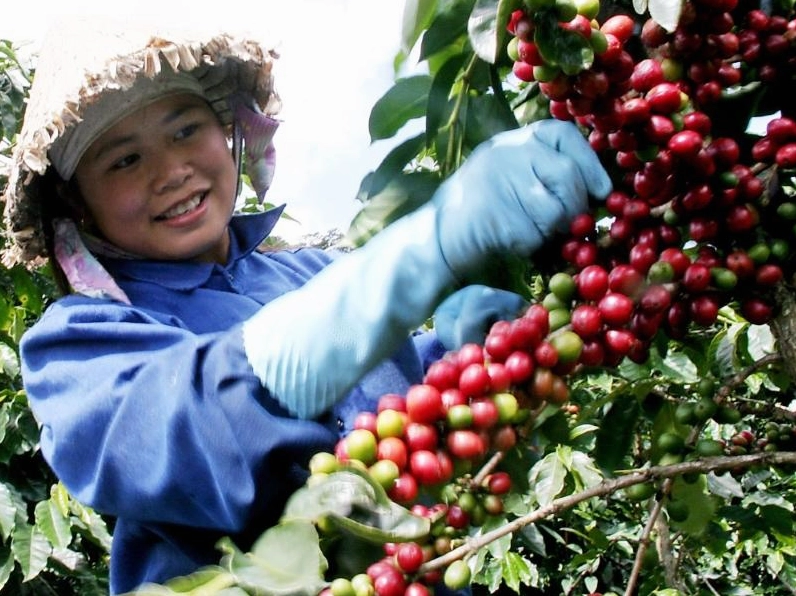 Cà phê vối được trồng ở đâu?