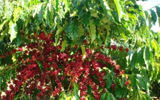 Cà phê vối: Khám phá hương vị mạnh mẽ và vai trò chủ chốt của Robusta 2026