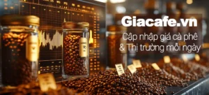 Cập Nhật Nóng Hổi: Giá Cà Phê Gia Lai Hôm Nay 09/04/2026 Tăng Bất Ngờ!
