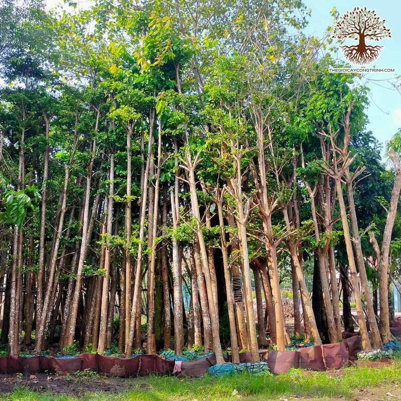 Cây bàng đài loan công trình bóng mát