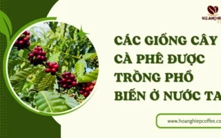 Cây Cà Phê: Từ Hạt Giống Đến Tách Cà Phê Hoàn Hảo 2026