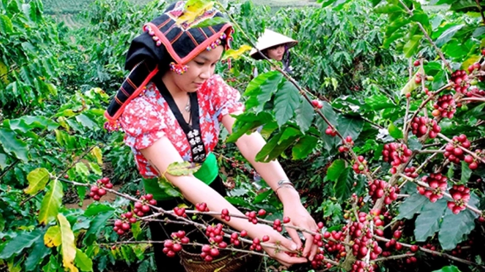 Cây cà phê tươi tốt tại vườn