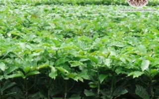 Cây Giống Cà Phê 2026: Bí Quyết Chọn Lựa và Canh Tác Hiệu Quả Nhất