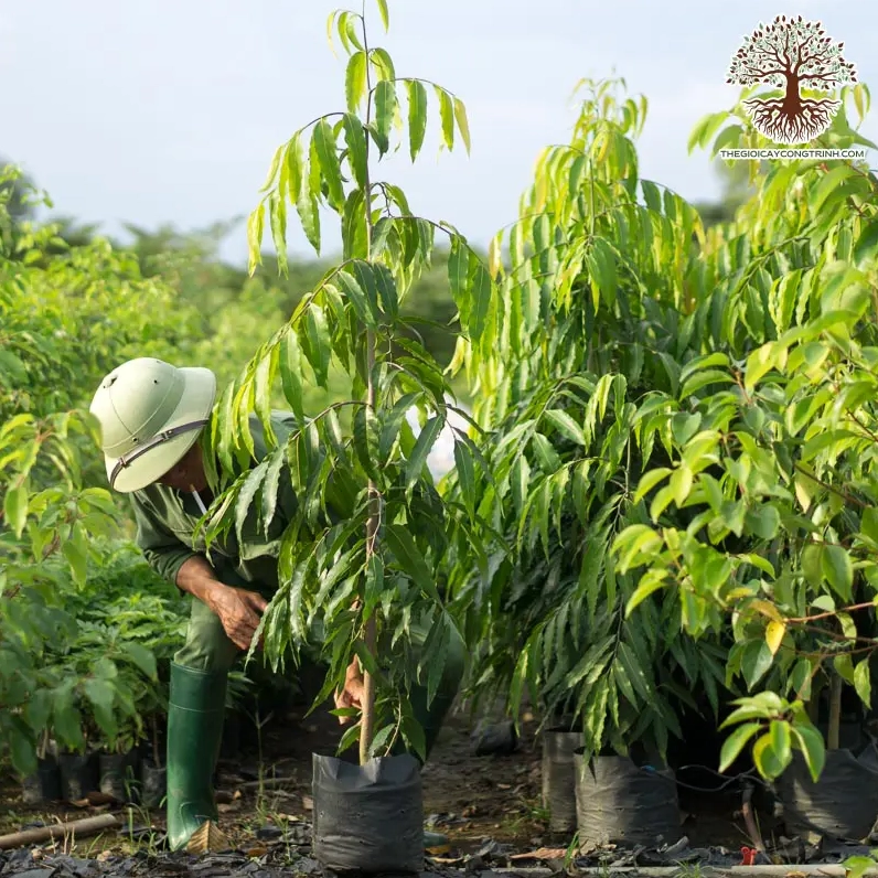 Cây giống lâm nghiệp cây công trình