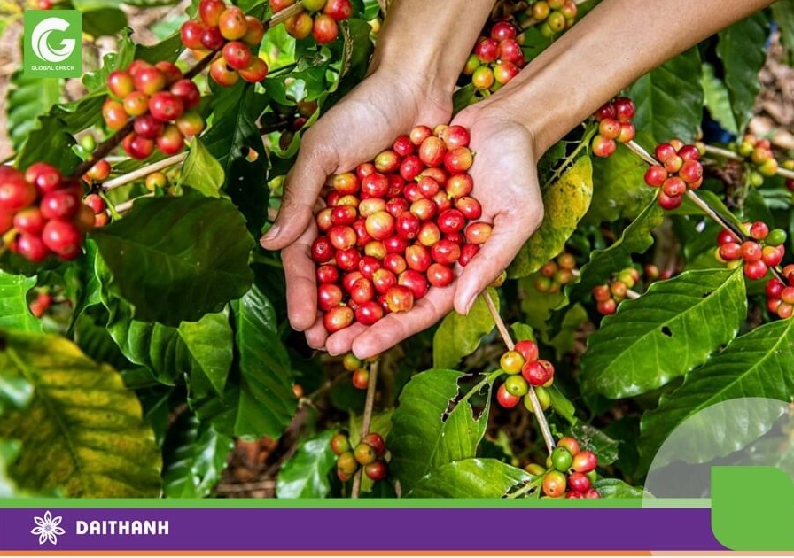 Chất lượng hạt cà phê phụ thuộc rất nhiều vào phân lân