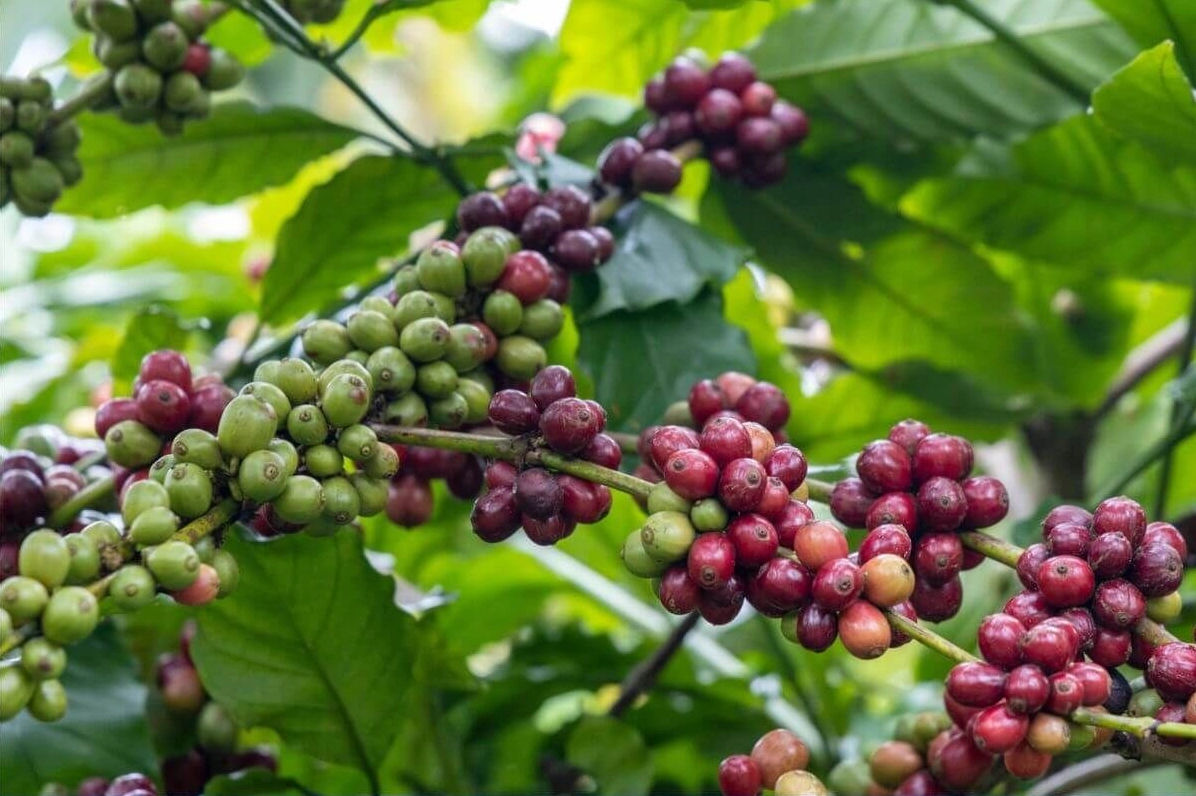 Chức năng của các sàn giao dịch cà phê