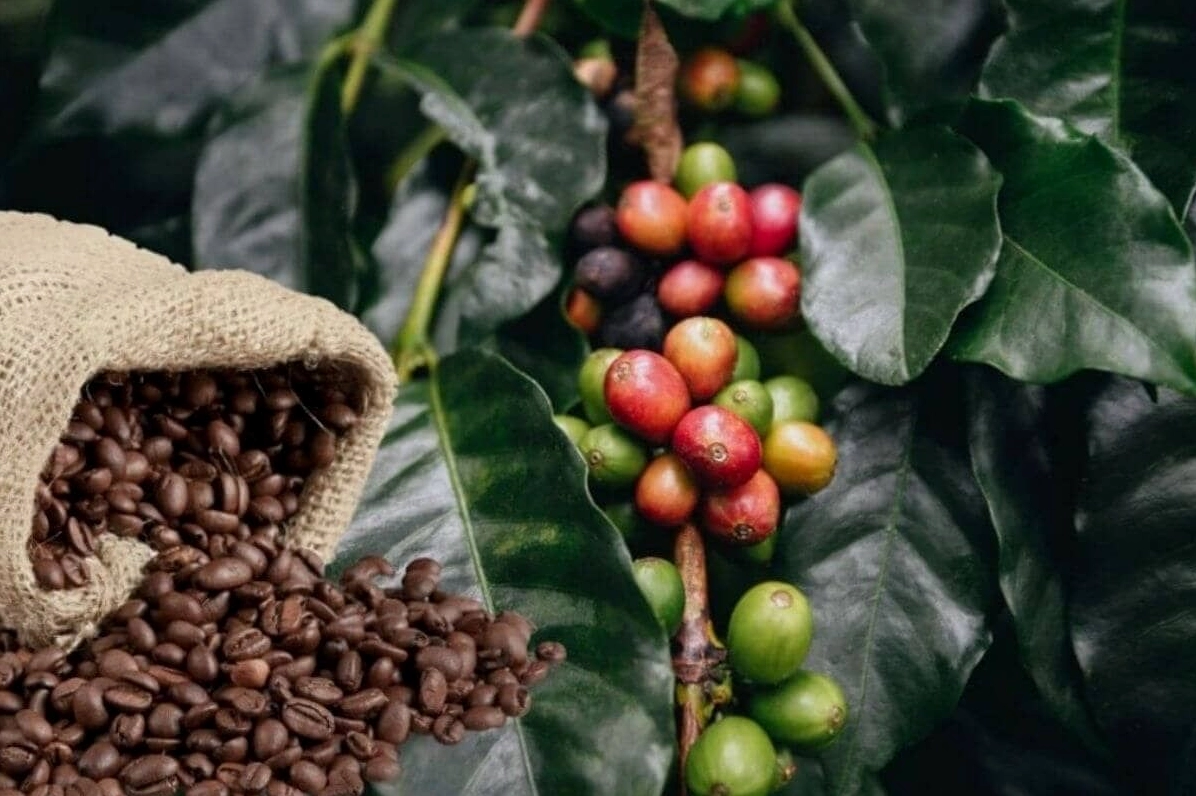 Cung - cầu tác động đến bảng giá cafe trực tuyến hôm nay