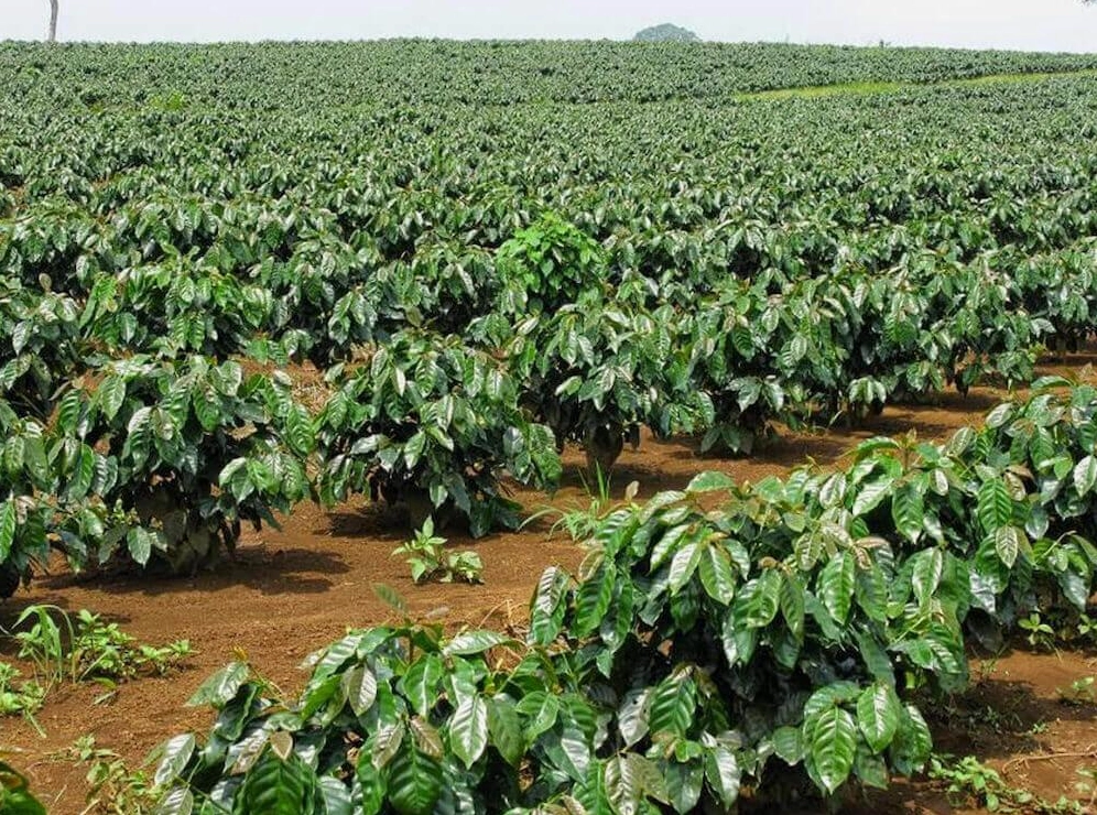 Đặc điểm sinh học của giống cây Mocha.