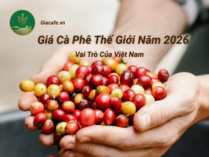 Giá cà phê 2026