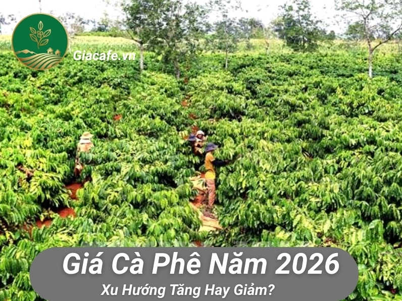 gia ca phe 2026