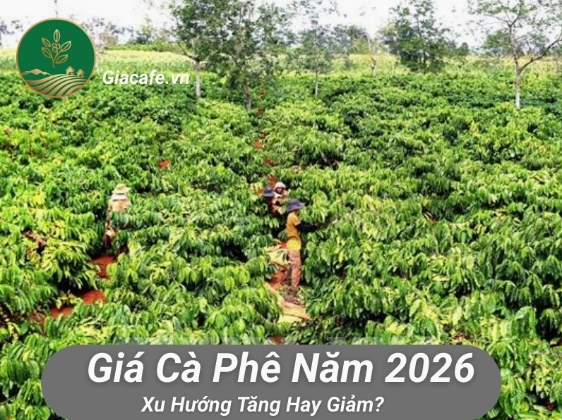 gia ca phe 2026