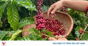 Giá Cà Phê Đắk Lắk Hôm Nay 09/04/2026: Chuyên Gia Phân Tích Biến Động