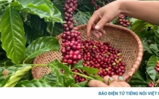 Giá Cà Phê Đắk Lắk Hôm Nay 09/04/2026: Chuyên Gia Phân Tích Biến Động
