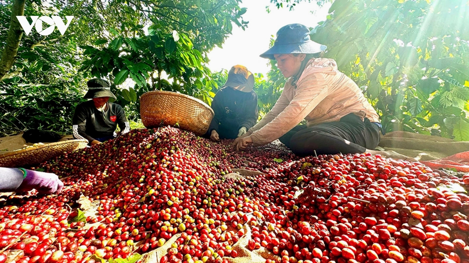 Giá cà phê đi ngang trên cả 2 sàn giao dịch quốc tế