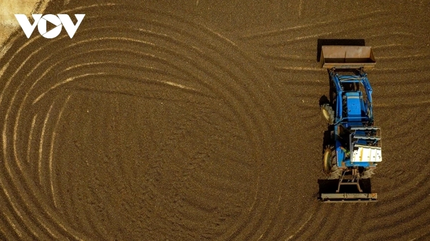 Giá cà phê diễn biến trái chiều trên hai sàn quốc tế