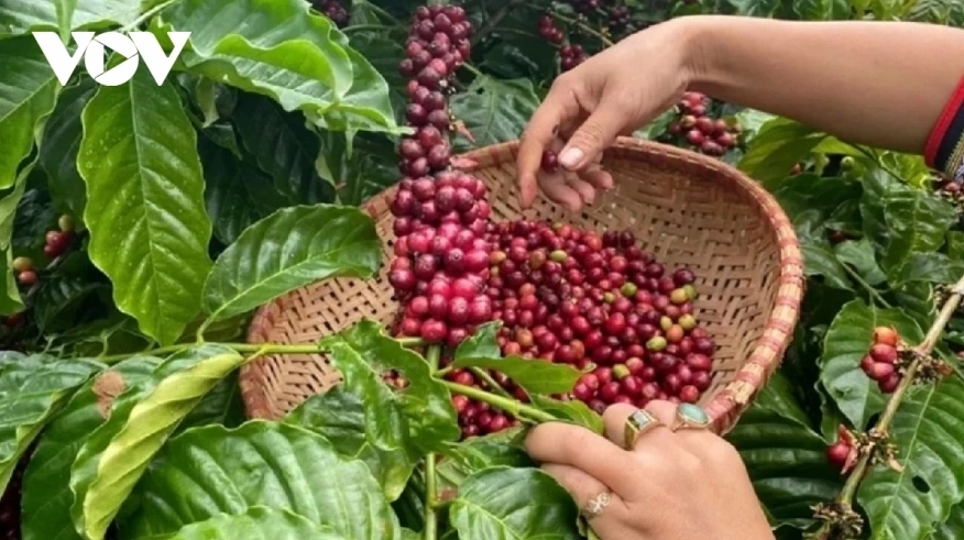 Giá cà phê hôm nay 2/4: Giá cà phê trong nước trung bình ở mức 89.300 đồng/kg