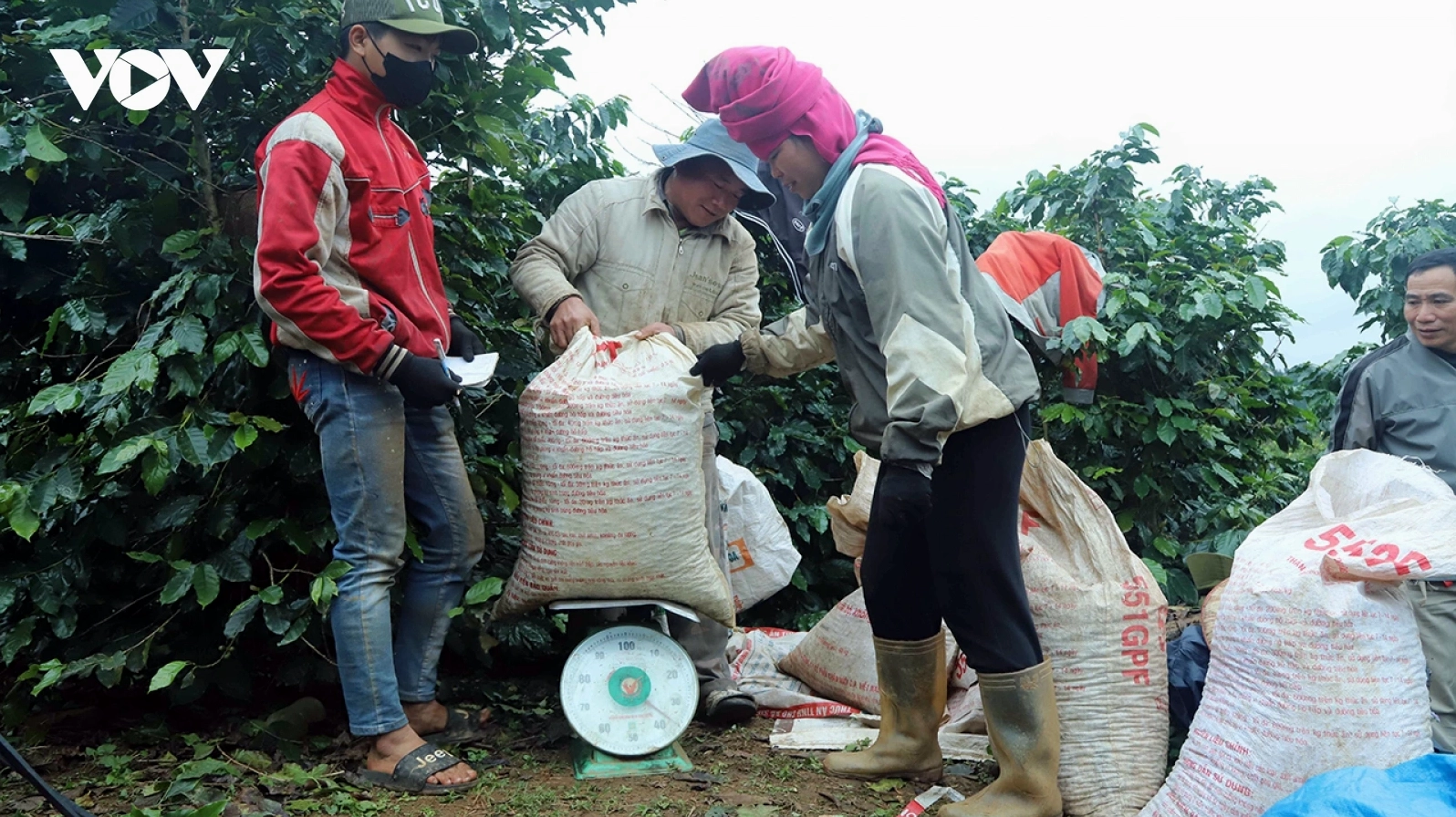 Giá cà phê hôm nay 25/3: Giá cà phê Robusta và Arabia đồng loạt tăng