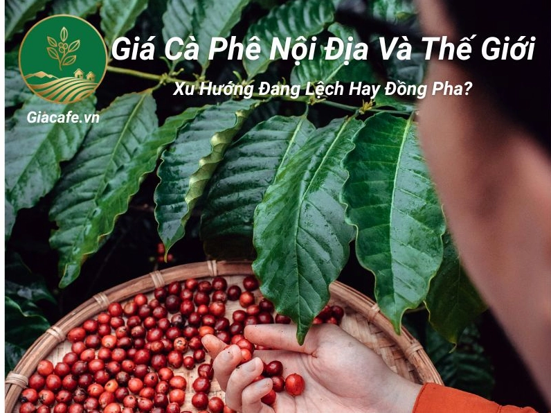 Giá cà phê khô nội địa Việt Nam