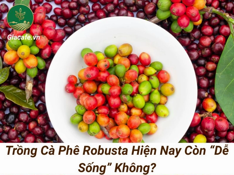 Giá cà phê Robusta hôm nay