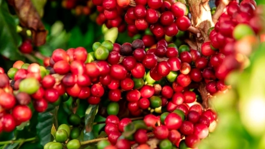 Giá cà phê Robusta và Arabia đồng loạt giảm