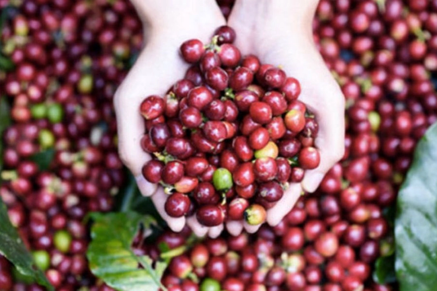 Giá cà phê Tây Nguyên hôm nay - cập nhật mới nhất