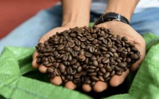 Giải Mã Bảng Trừ Độ Ẩm Cà Phê: Bí Quyết Đánh Giá Chất Lượng Hạt Chuẩn Nhất 2026