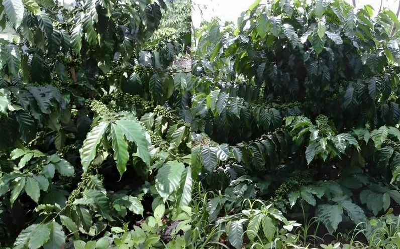 Giống cà phê Thiên Trường nổi bật với khả năng chịu hạn tốt