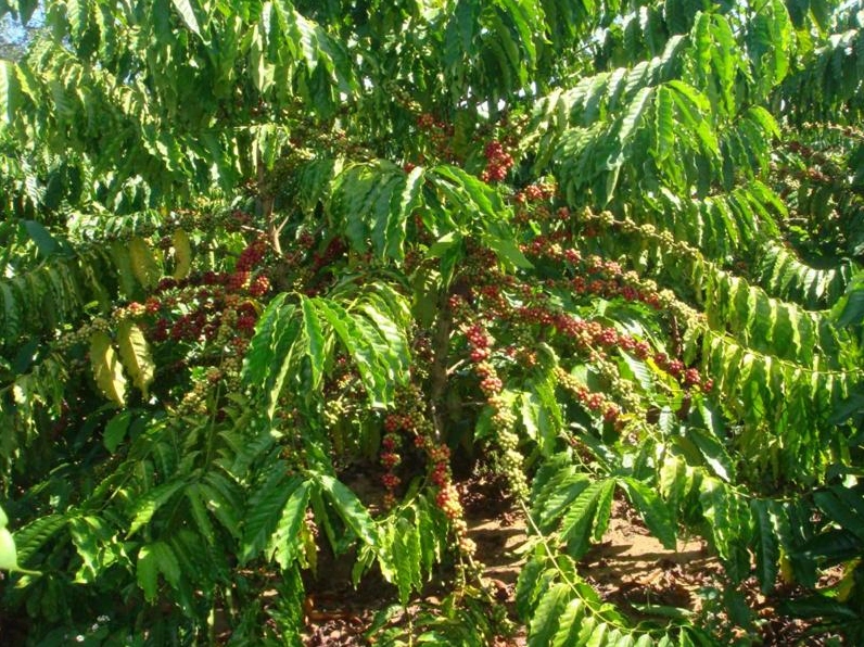 giống cà phê vối cao sản