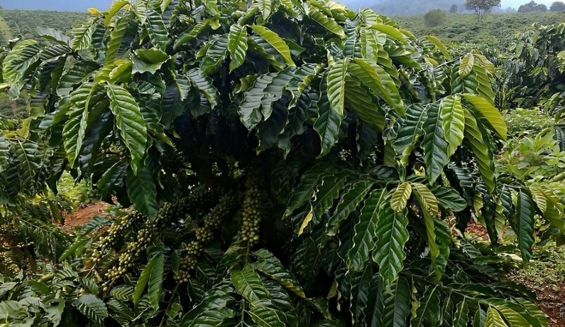 Giống cà phê vối TR4 được Viện Eakmat nghiên cứu và phát triển
