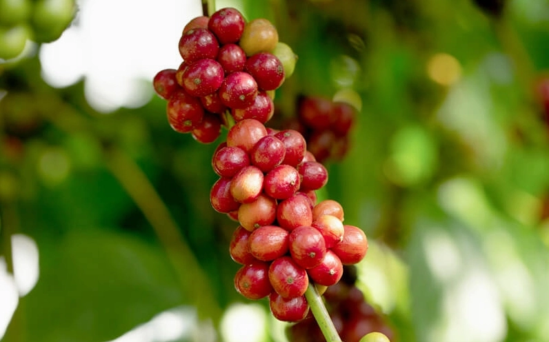 giống cây cà phê specialty